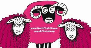 Lost sheep in pink jerseys competition